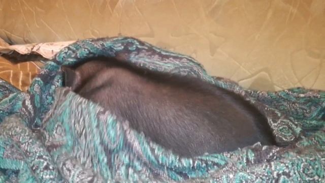 Вьетнамская вислобрюхая свинья - нет это Мини Пиг!!! 7 день в семье. Завести дома в квартире свинью смотреть онлайн