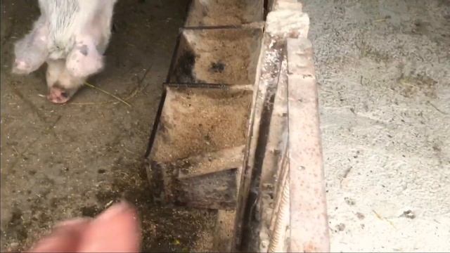 Цена на живой вес свиней поднялась ! Начал делать бойню смотреть онлайн