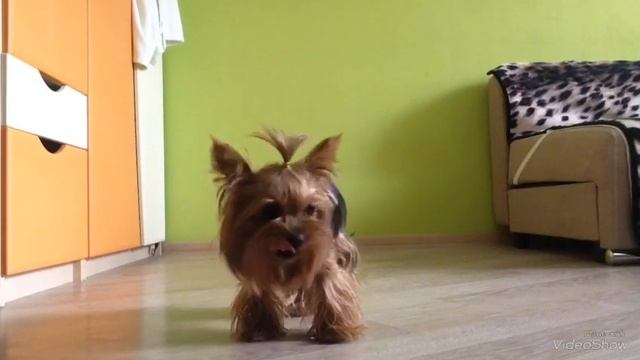 Как правильно кормить йорка натуральной едой | йорк Моника смотреть онлайн