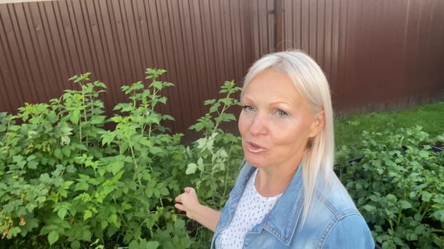 На дачу в деревню#Купила дельфиниумы#Что в саду#21июня2024#сад#огород#дача#деревня#грядки#теплица