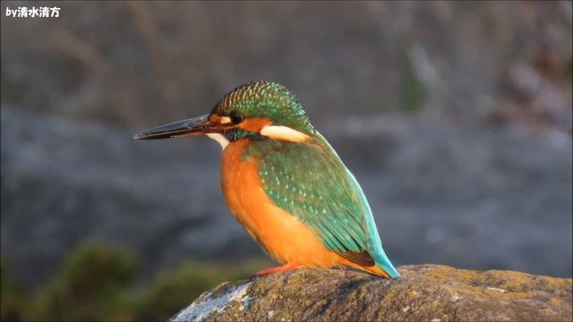 キャノン パワーショット SX70 HS 4Kテスト 作例 カワセミ 翡翠 kingfisher Canon PowerShot SX70 HS 4K test sx70 sx70hs review смотреть онлайн
