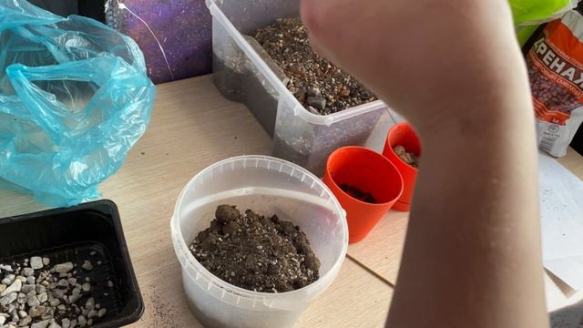 ПЕРЕСАДКА ЭХЕВЕРИИ И ГРАПТОВЕРИИ. НОВЫЙ ЗАМЕС ГРУНТА смотреть онлайн