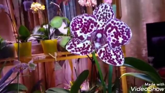 Красота сегодняшнего Дня | Обзор Цветущих Орхидей смотреть онлайн
