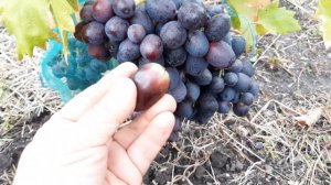 Гигант - Виноград Мустанг .