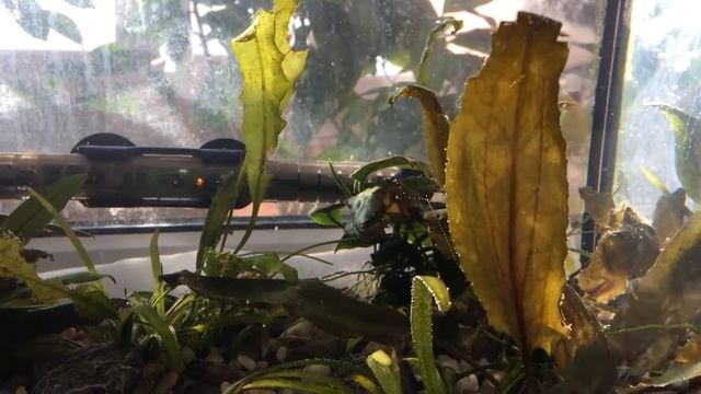 Выделение кислорода в аквариуме смотреть онлайн