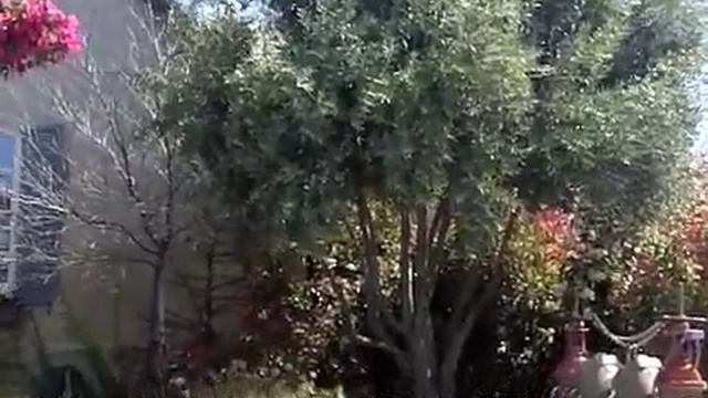 Olea europaea 'Swan Hill' - Swan Hill Olive смотреть онлайн