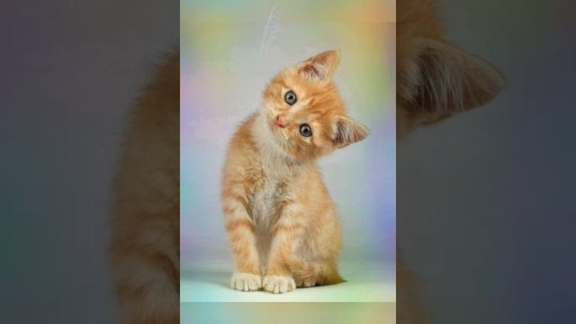 Сколько спят кошки? | Интересные Факты Планеты Земля смотреть онлайн