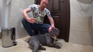 УХОД ЗА ФРАНЦУЗСКИМ БУЛЬДОГОМ