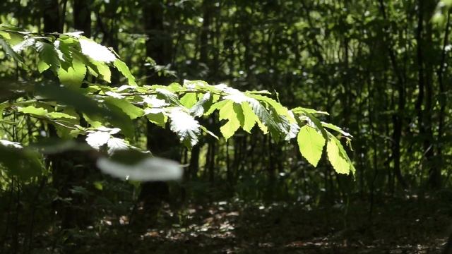 В ожидании Весны ✅ Чудо Грибы ?Инопланетяне среди НАС ?? смотреть онлайн