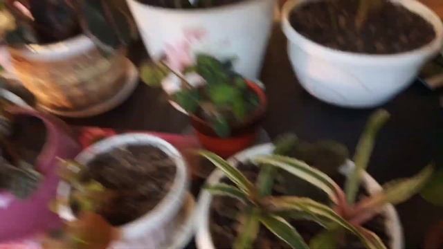 Вернулась к цветам смотреть онлайн