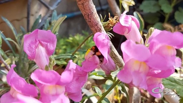 Honeybee Nectar Collection смотреть онлайн