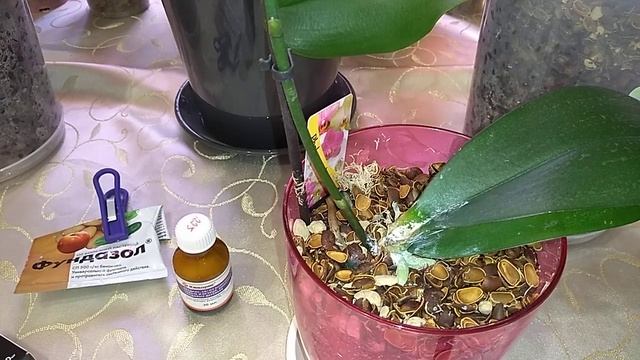 Стволовая гниль- убийца Орхидей. Способы борьбы с гнилью. смотреть онлайн