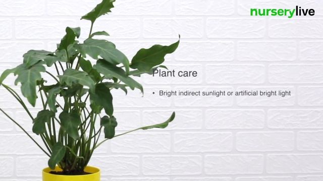 Plant Facts & Care Tips | Ep. 26 | Philodendron Xanadu Green Plant