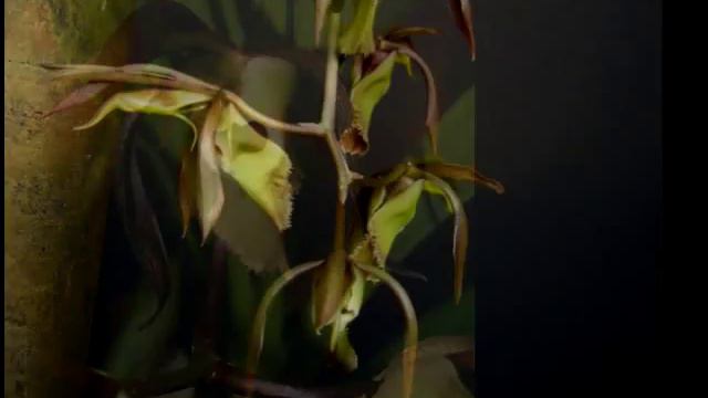 Catasetum Incurvum (Катасетум Инкурвум)...