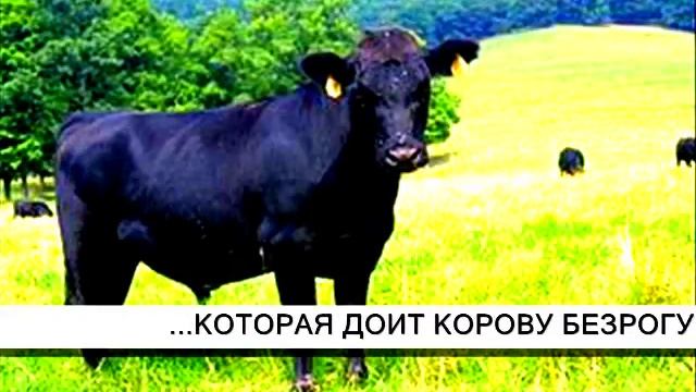 Дом, который построил Джек смотреть онлайн