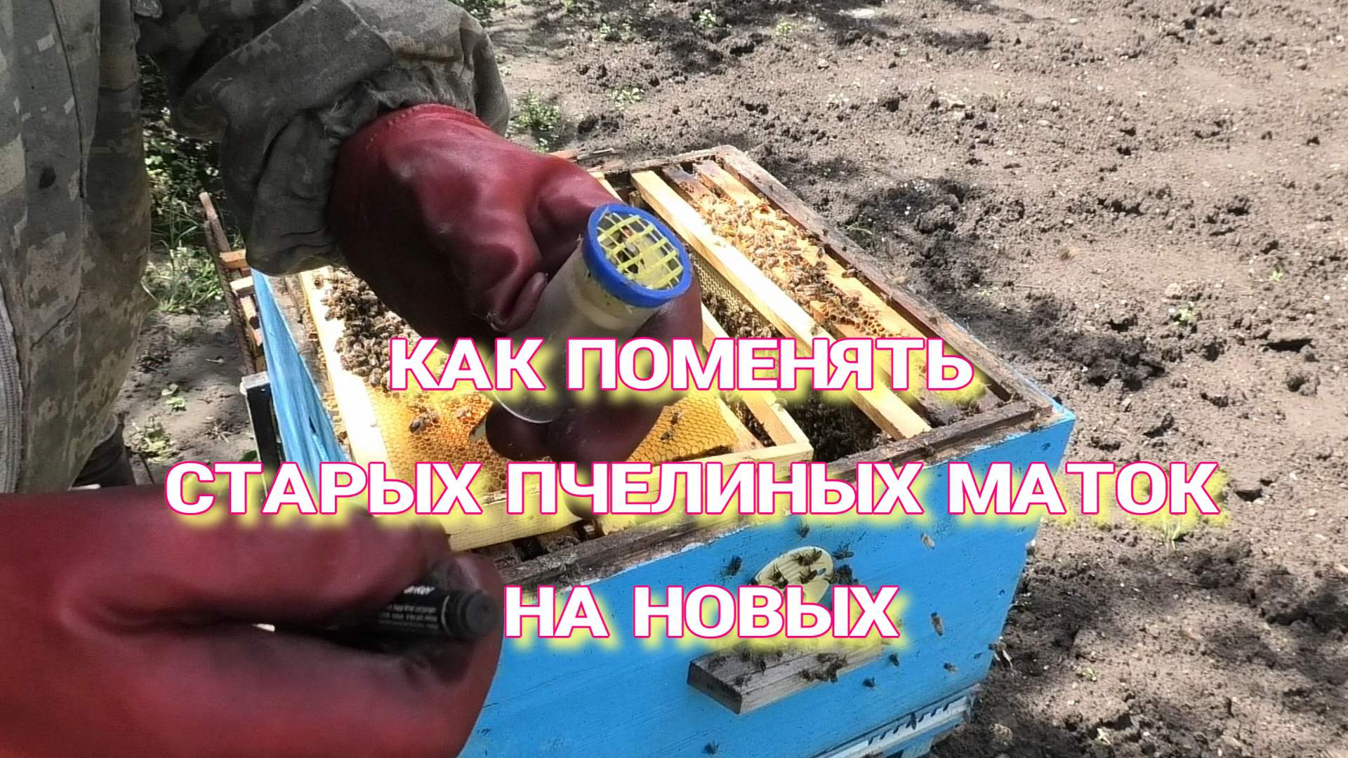 КАК ПОМЕНЯТЬ ПЧЕЛИНЫХ МАТОК СТАРЫХ НА МОЛОДЫХ смотреть онлайн