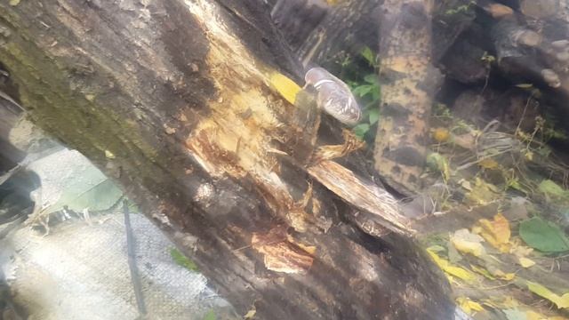 Грибы на чурках выросли: Шиитаке, Вешенки, Зимний Опёнок. смотреть онлайн