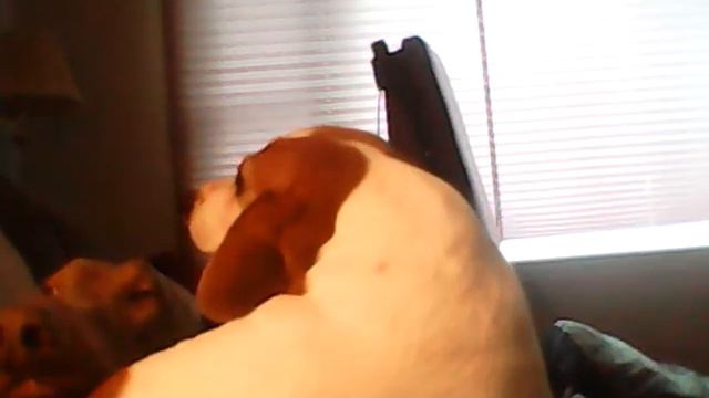 the pros and cons of having dogs ! the pros well theres no cons смотреть онлайн