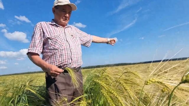 Эндан vs Тевкеч. Яровые ячмени в Хлеборобе. Многорядный ячмень выглядит просто потрясающе! смотреть онлайн