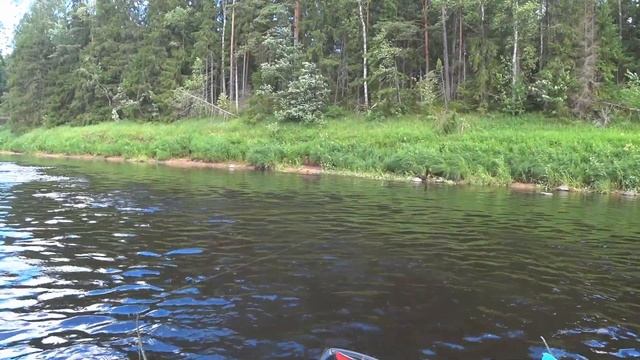 РЕКА ЛУГА. Рыбалка на Спиннинг. Июль 2020. смотреть онлайн