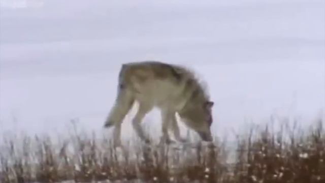The Dog Tier List смотреть онлайн