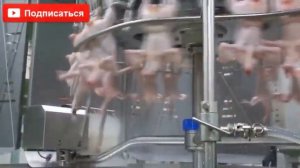 Современная Куриная фабрика. Процес разделки и упаковки кур