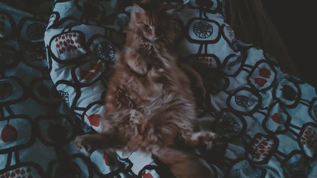 Мейн Кун Чипс расслабляется, а тут мешают всякие смотреть онлайн