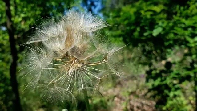 САМВЕЛ АДАМЯН У МАМКИ НАПУХЛО КОЛЕНО. ИРА НЕ ДАЁТ ДЕНЕГ. НАДЬКА ОБМАНУЛА ЗИНУ смотреть онлайн