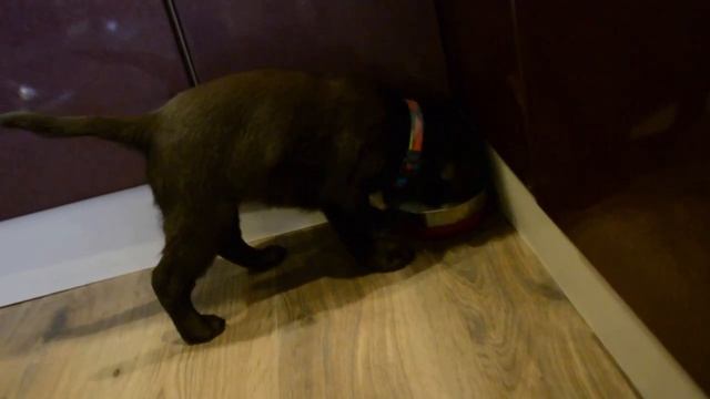 У нас лабрадор.Как приучить щенка к дисциплине. смотреть онлайн