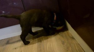 У нас лабрадор.Как приучить щенка к дисциплине.