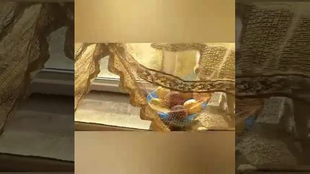 💖😻😻💖СОНЯ и АЛИСАМОМЕНТЫ 💖😻😻💖Дружбы наверное и не будет. Алиса во всю Даёт Сдачи 😿Хорошего Вам Дня 💖 смотреть онлайн