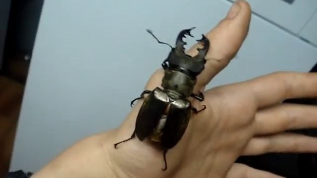 !FLYING! Stag Beetle / Fliegender Hirschkäfer! - Lucanus maculifemoratus maculifemoratus смотреть онлайн