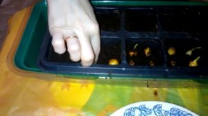 Сажаю лук севок на зелень на подоконнике