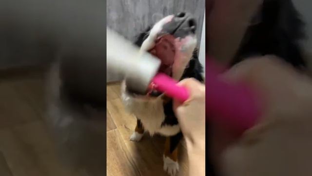 Бернский зенненхунд Булочка #бернскийзенненхунд #bernesemountaindog #bernese #собака #breed смотреть онлайн