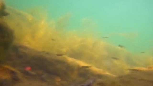 Водяной уж или шахматная гадюка смотреть онлайн