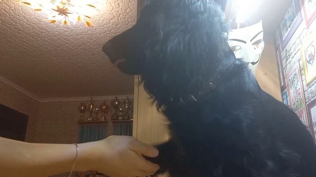 Русский охотничий спаниель плюсы и минусы смотреть онлайн