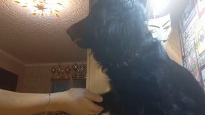 Русский охотничий спаниель плюсы и минусы