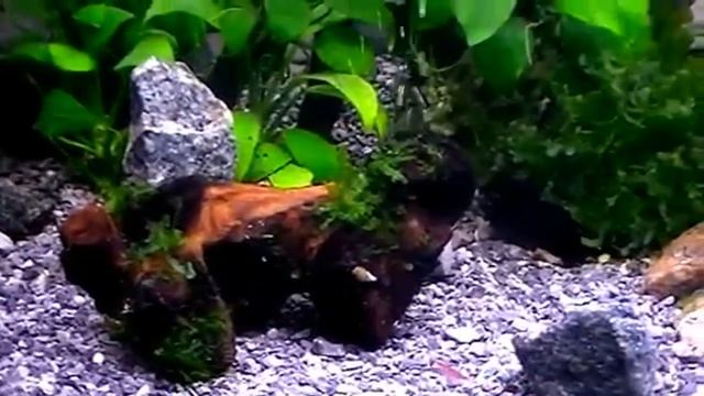 #Aquarium. Аквариум после ремонта. смотреть онлайн