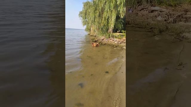 Вспомним лето 2021, мы с чау чау на пляже смотреть онлайн
