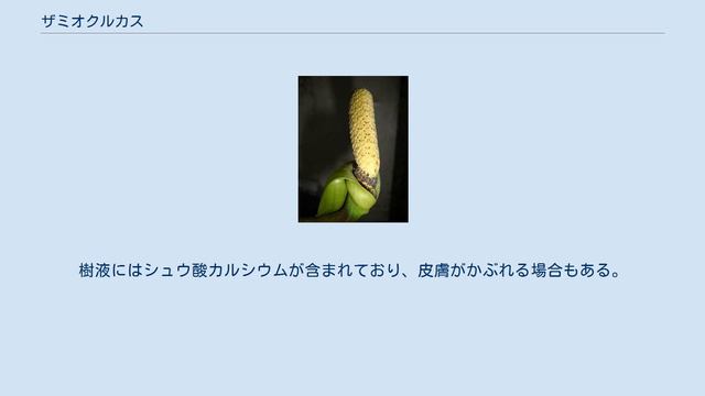 ザミオクルカス смотреть онлайн