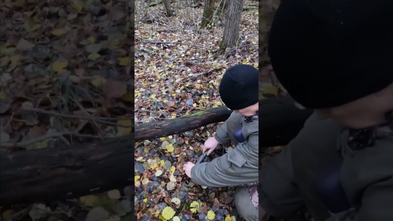 Грибы осенью подснежники в октябре смотреть онлайн