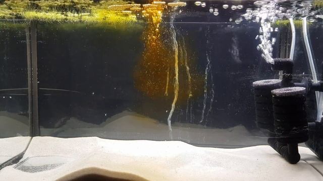 [TUTO] Faire un aquarium blackwater смотреть онлайн