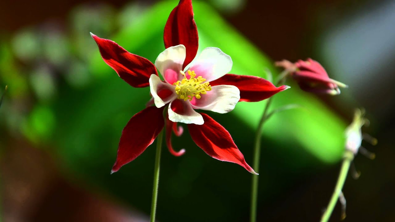 Андре Рье - Эдельвейс смотреть онлайн