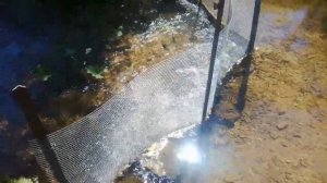 Кормление форели в секретном пруду! Разница между кормом и свежей рыбой!