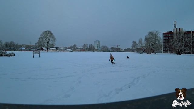 Vlog 22 | Border collie : Lets play!! ❄❄❄ смотреть онлайн
