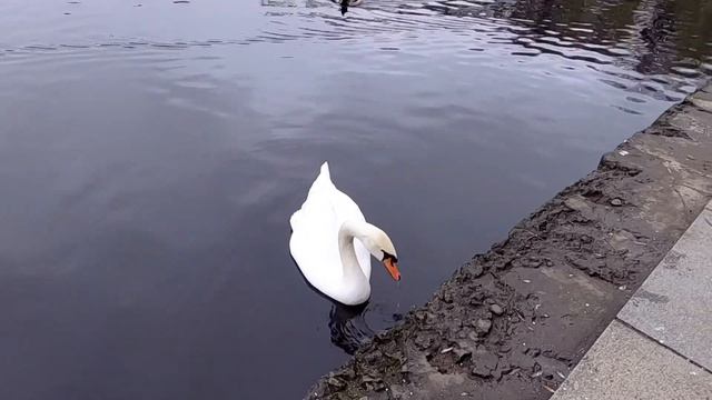 Лебеди в Приморском парке Победы Санкт-Петербурга Full HD смотреть онлайн