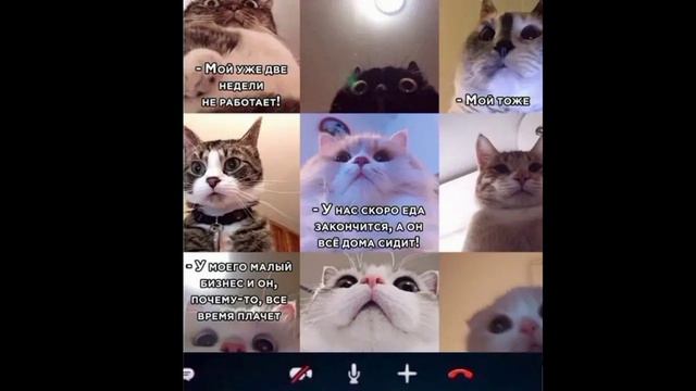 Смешные мемасики про животных, где доминируют котики и собачки / Видео ролик №3 смотреть онлайн