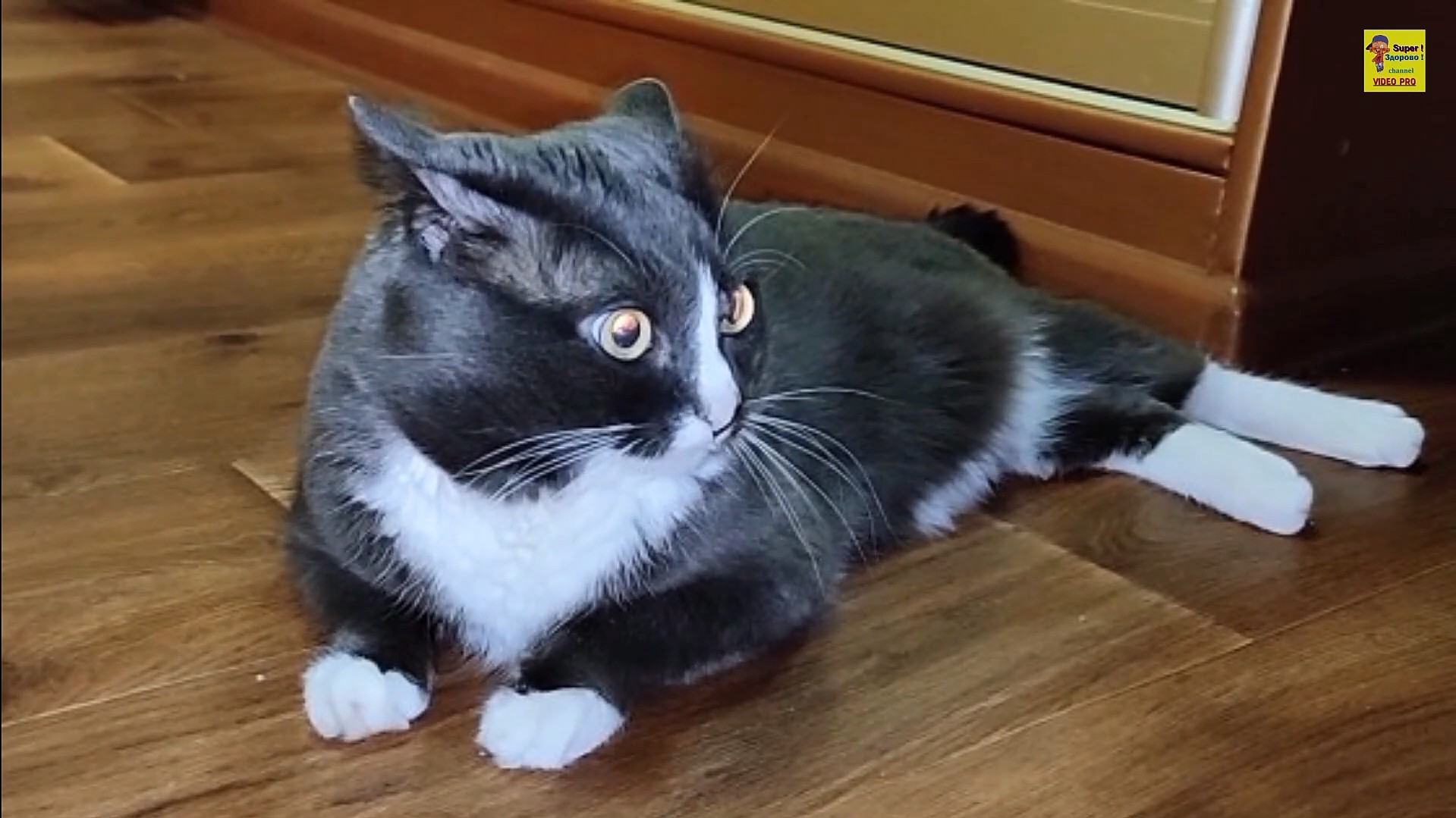 Кот испугался смотреть онлайн