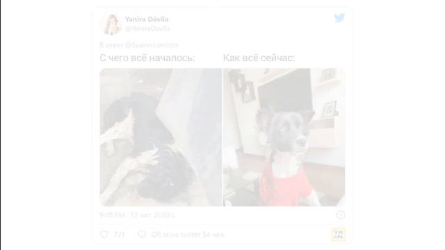 16 животных, которых спасли и вырастили, и их хозяева показали с чего всё началось и как всё сейчас смотреть онлайн