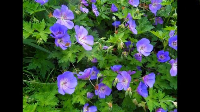 ВАЛЬС ЦВЕТОВ смотреть онлайн